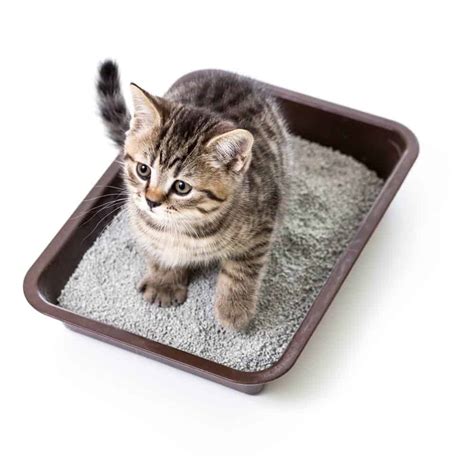best litter for kittens